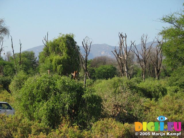 14167 Giraffe poking it's head over a bush